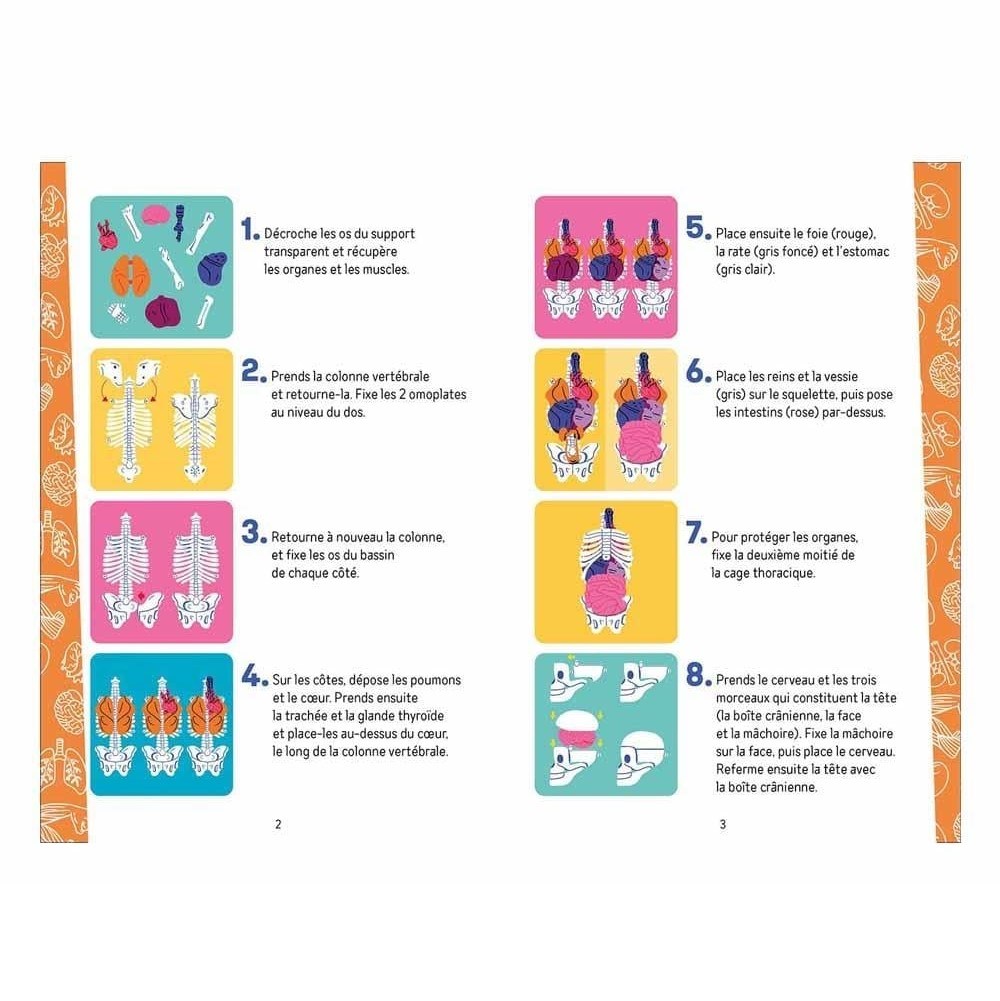 İnsan Vücudunu Keşfediyorum Poster - Model ve Kitap Orjinal