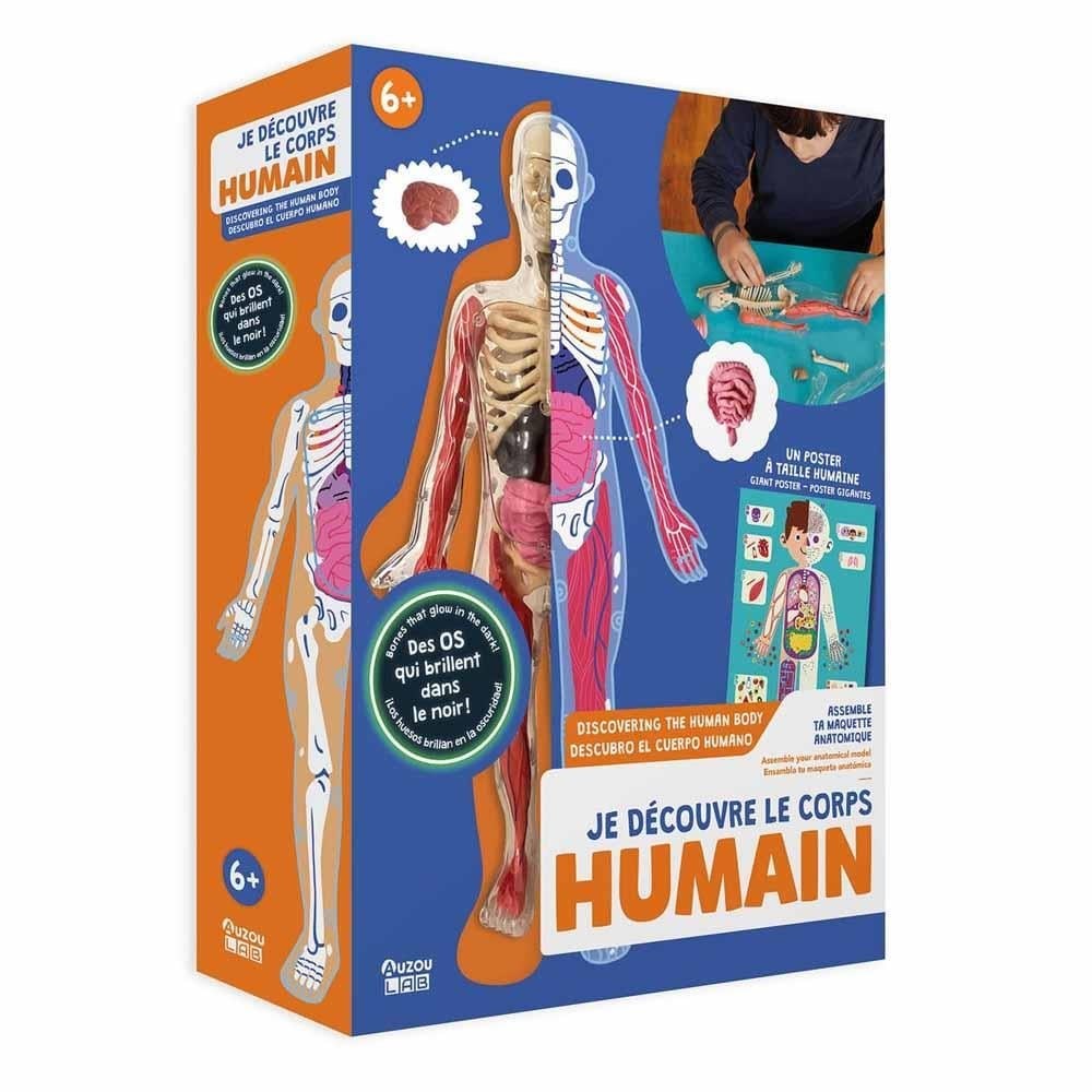 İnsan Vücudunu Keşfediyorum Poster - Model ve Kitap Orjinal